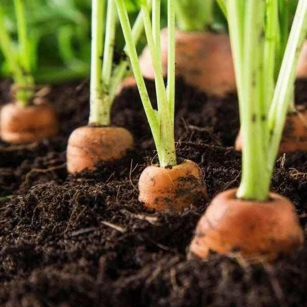 Allotment Pack Special Offer - Topsoil, Compost, Grit and Membrane - Image 3