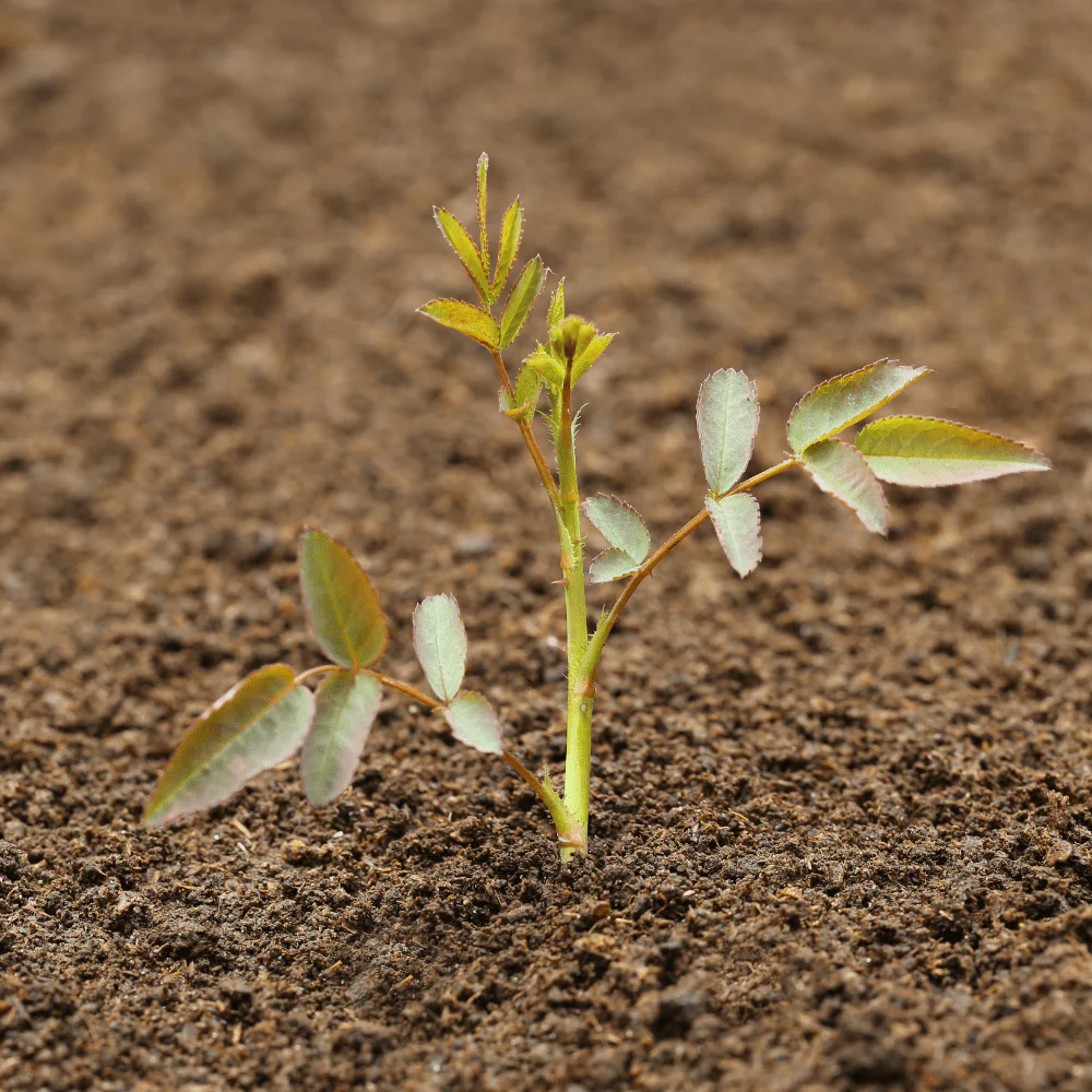 Bloom & Root® Rose Blend Topsoil - Image 3