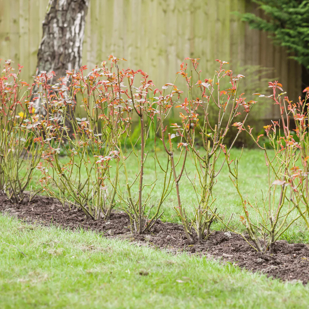 Bloom & Root® Rose Blend Topsoil - Image 4