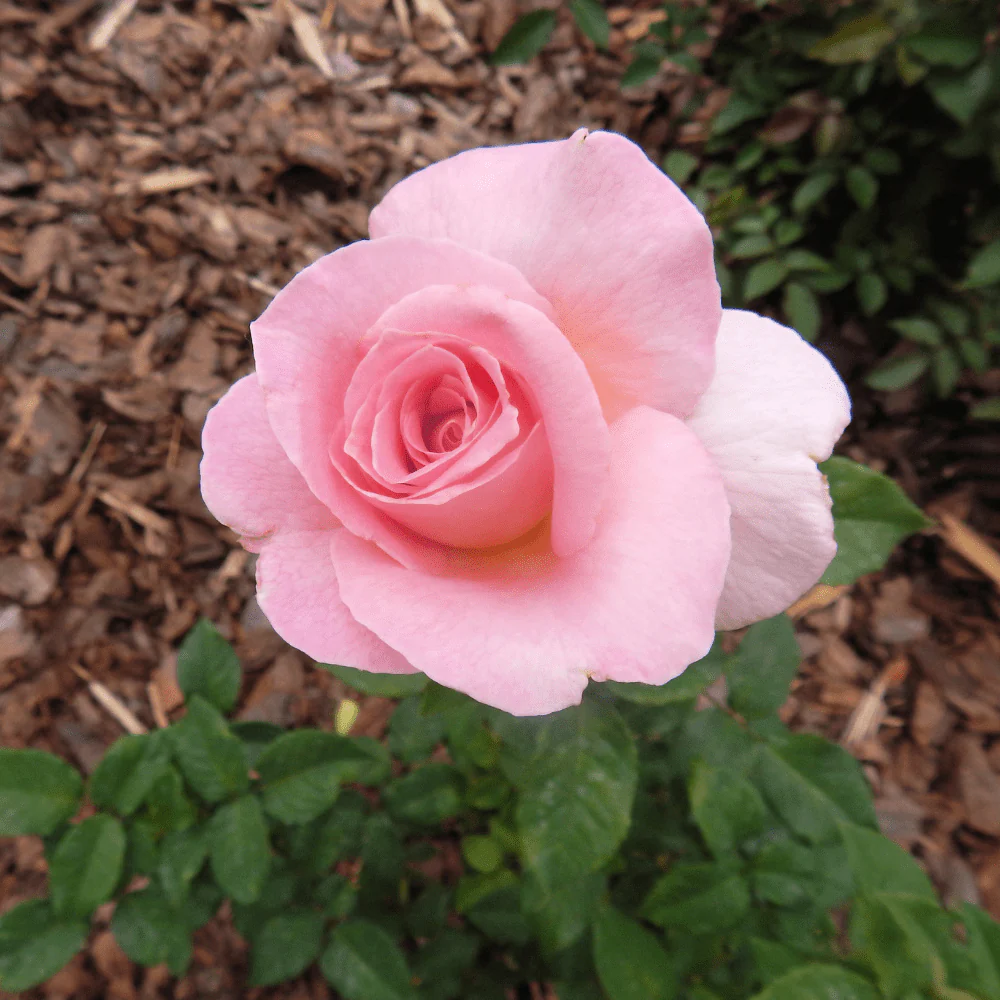 Bloom & Root® Rose Blend Topsoil - Image 5