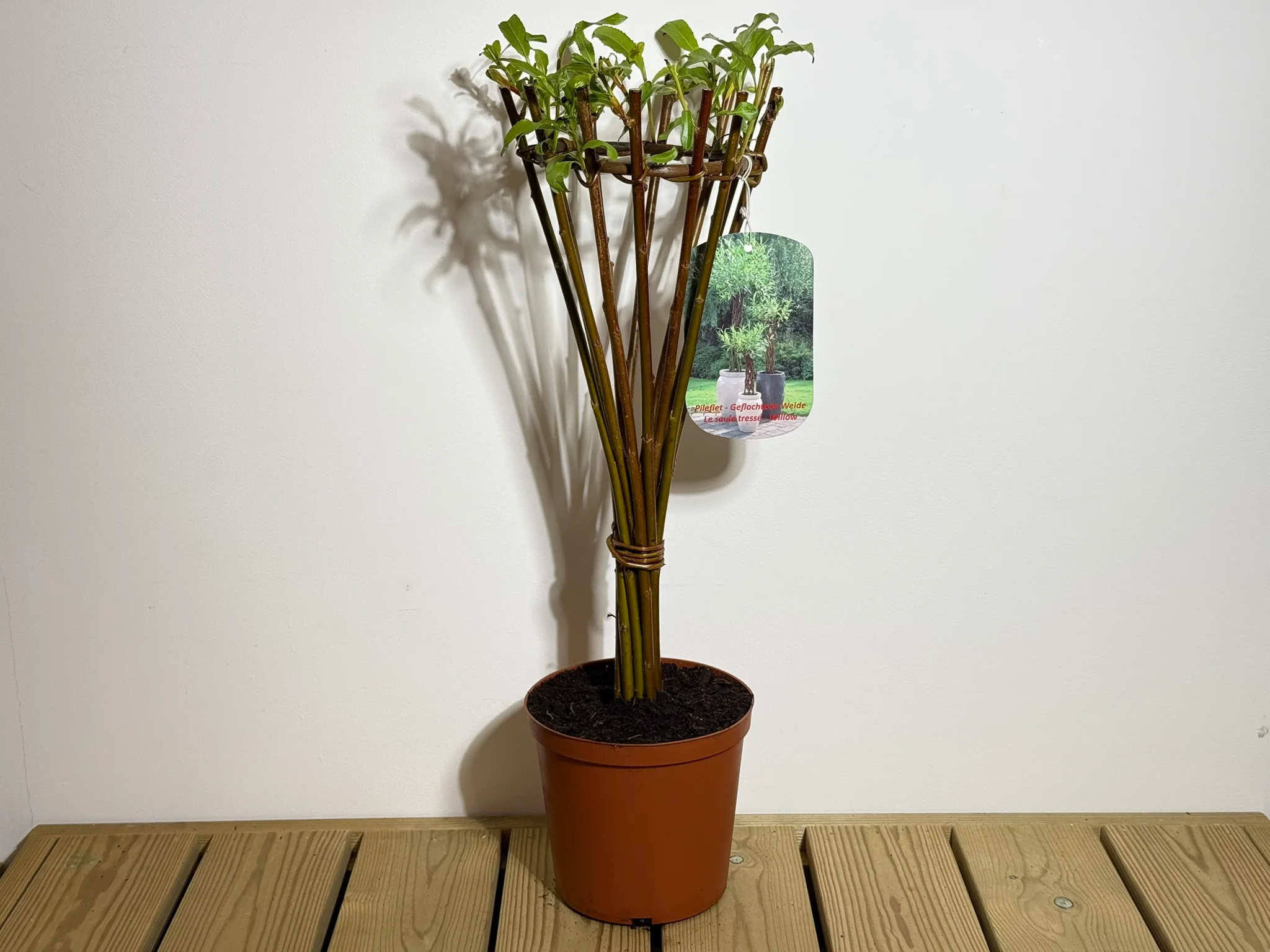Salix Hybrid Americana Living Braided Willow Tree Sculpture 50cm, 15cm pot (50-06) - Image 3