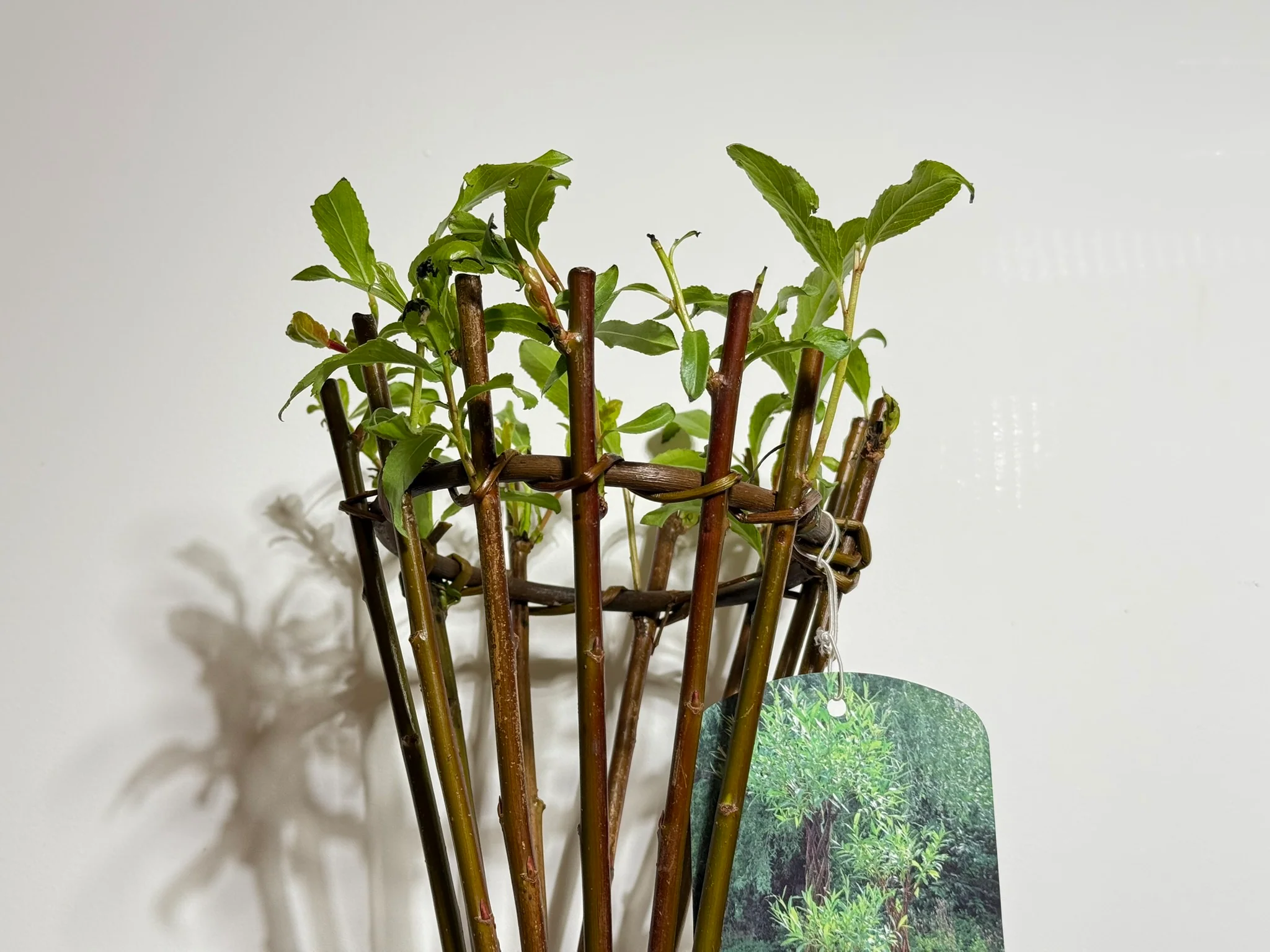 Salix Hybrid Americana Living Braided Willow Tree Sculpture 50cm, 15cm pot (50-06) - Image 5
