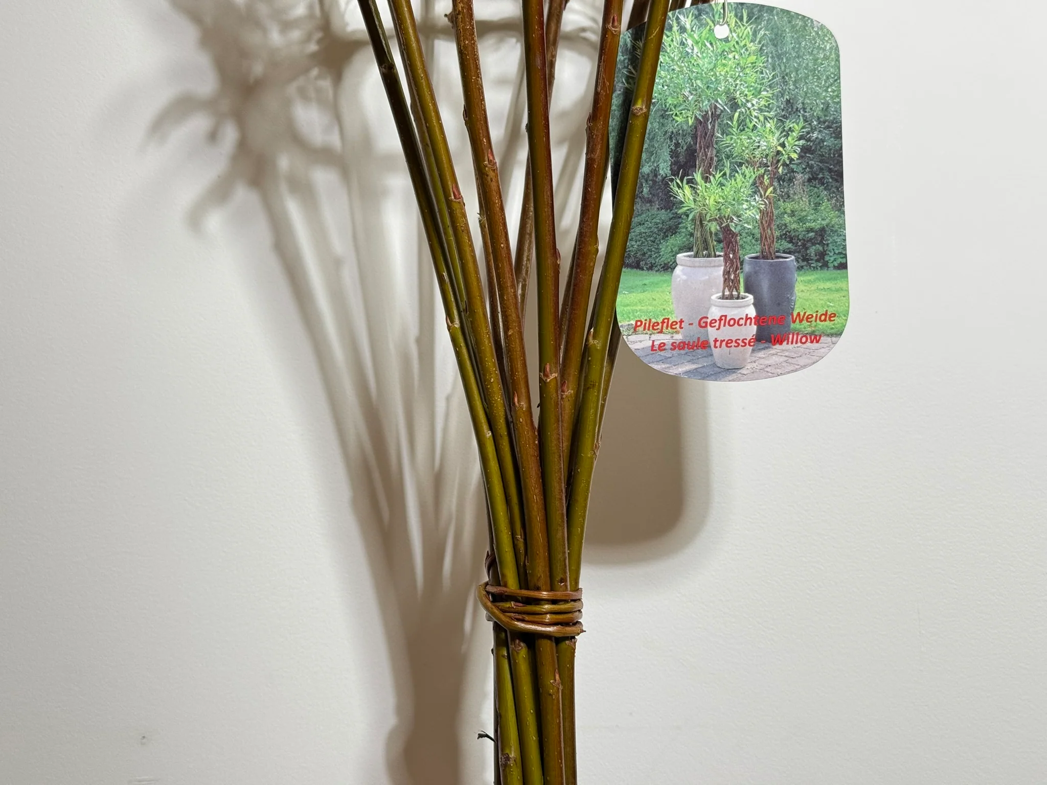 Salix Hybrid Americana Living Braided Willow Tree Sculpture 50cm, 15cm pot (50-06) - Image 6