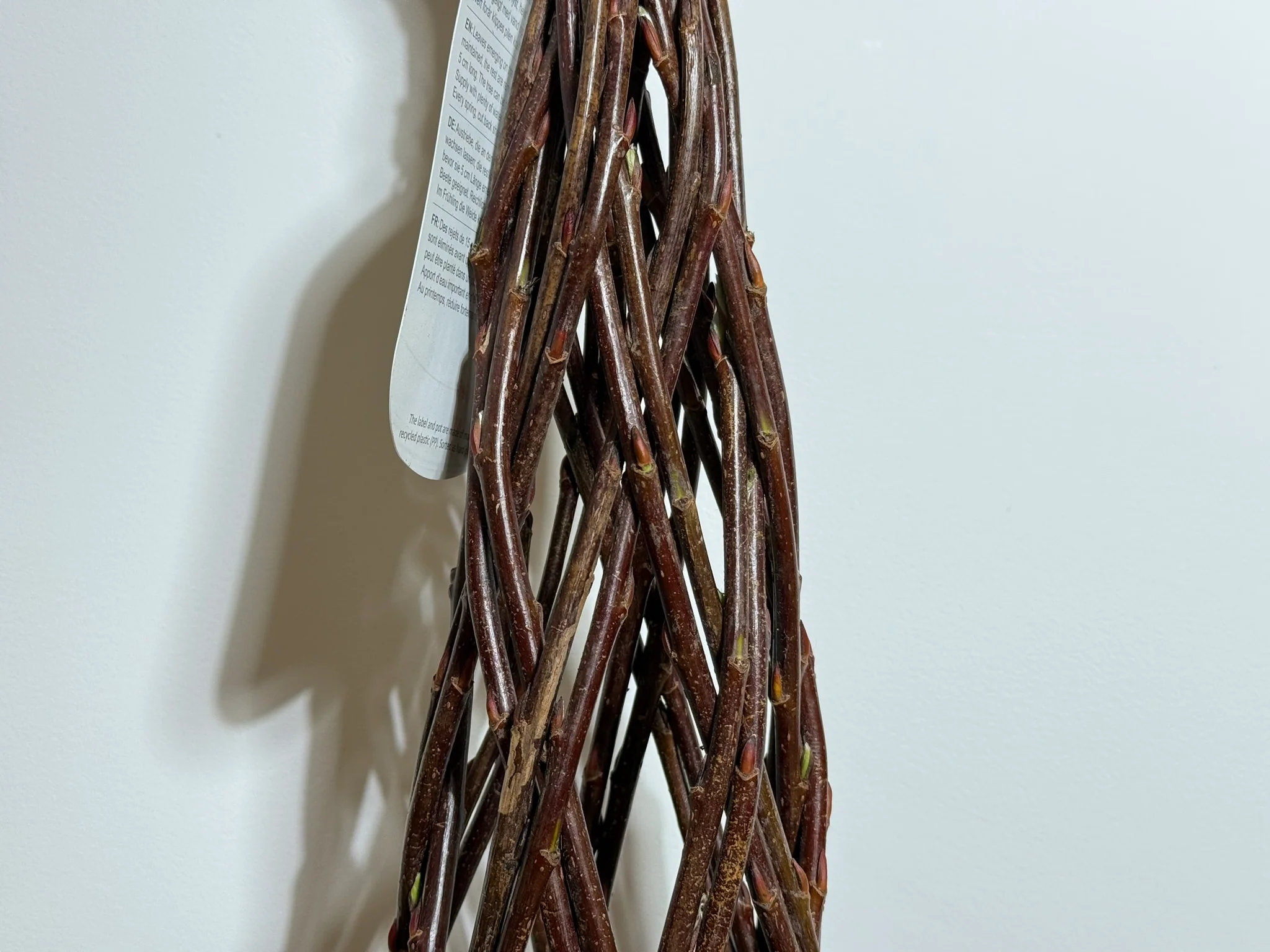 Salix Hybrid Americana Living Braided Willow Tree Sculpture 50cm, 15cm pot (50-02) - Image 3