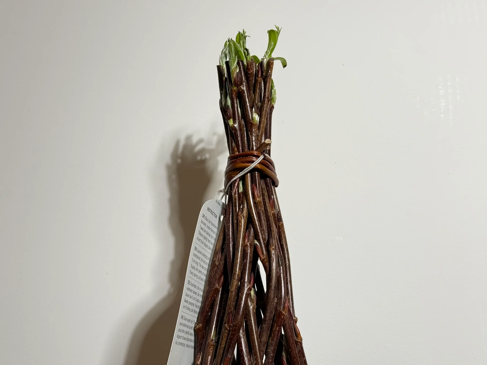 Salix Hybrid Americana Living Braided Willow Tree Sculpture 50cm, 15cm pot (50-02) - Image 4