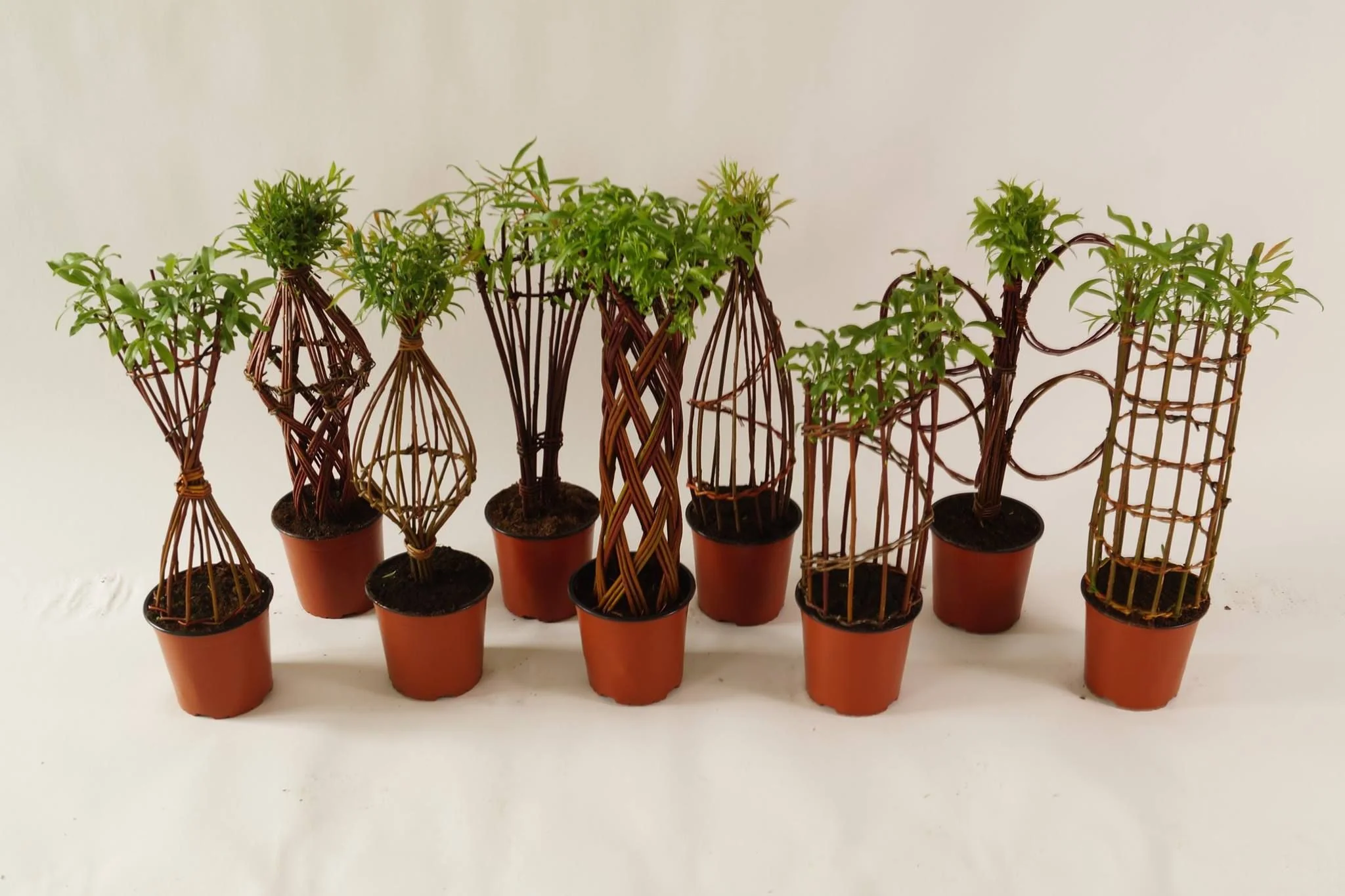 Salix Hybrid Americana Living Braided Willow Tree Sculpture 50cm, 15cm pot (50-04) - Image 7