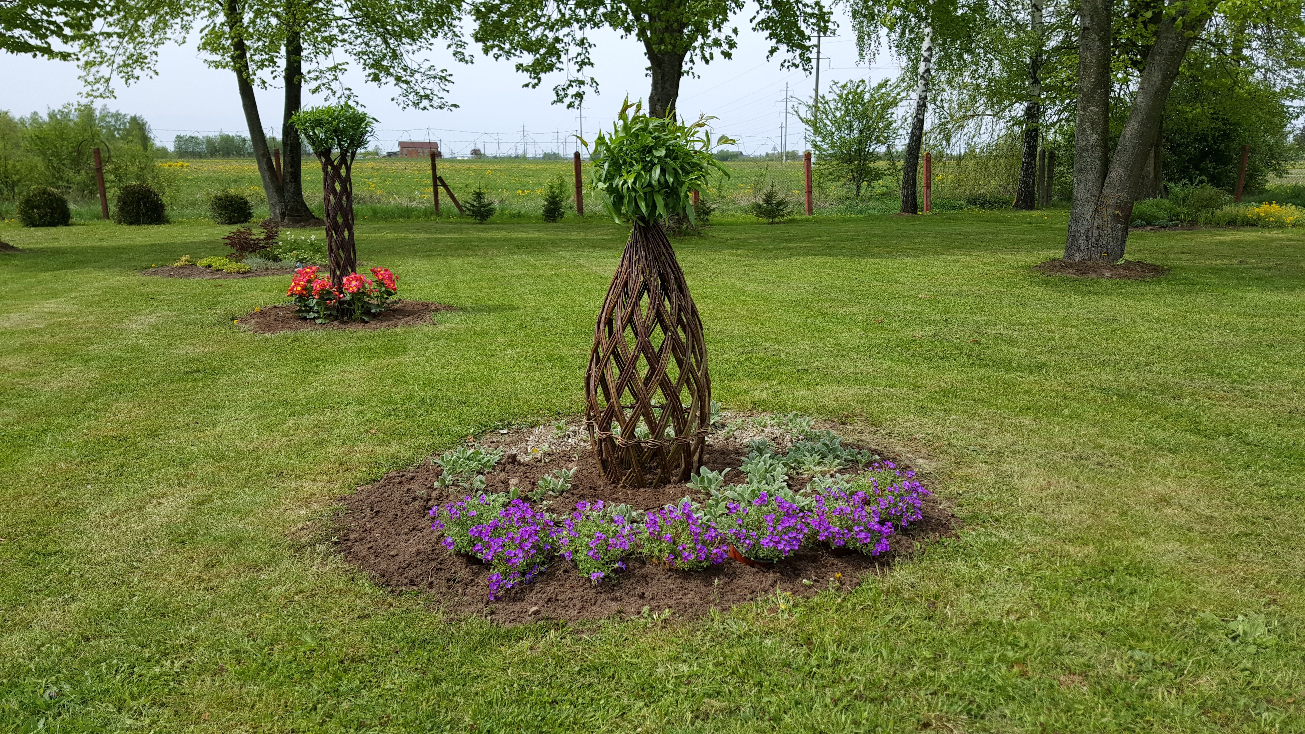 Salix Hybrid Americana Living Braided Willow Tree Sculpture 50cm, 15cm pot (50-04) - Image 12