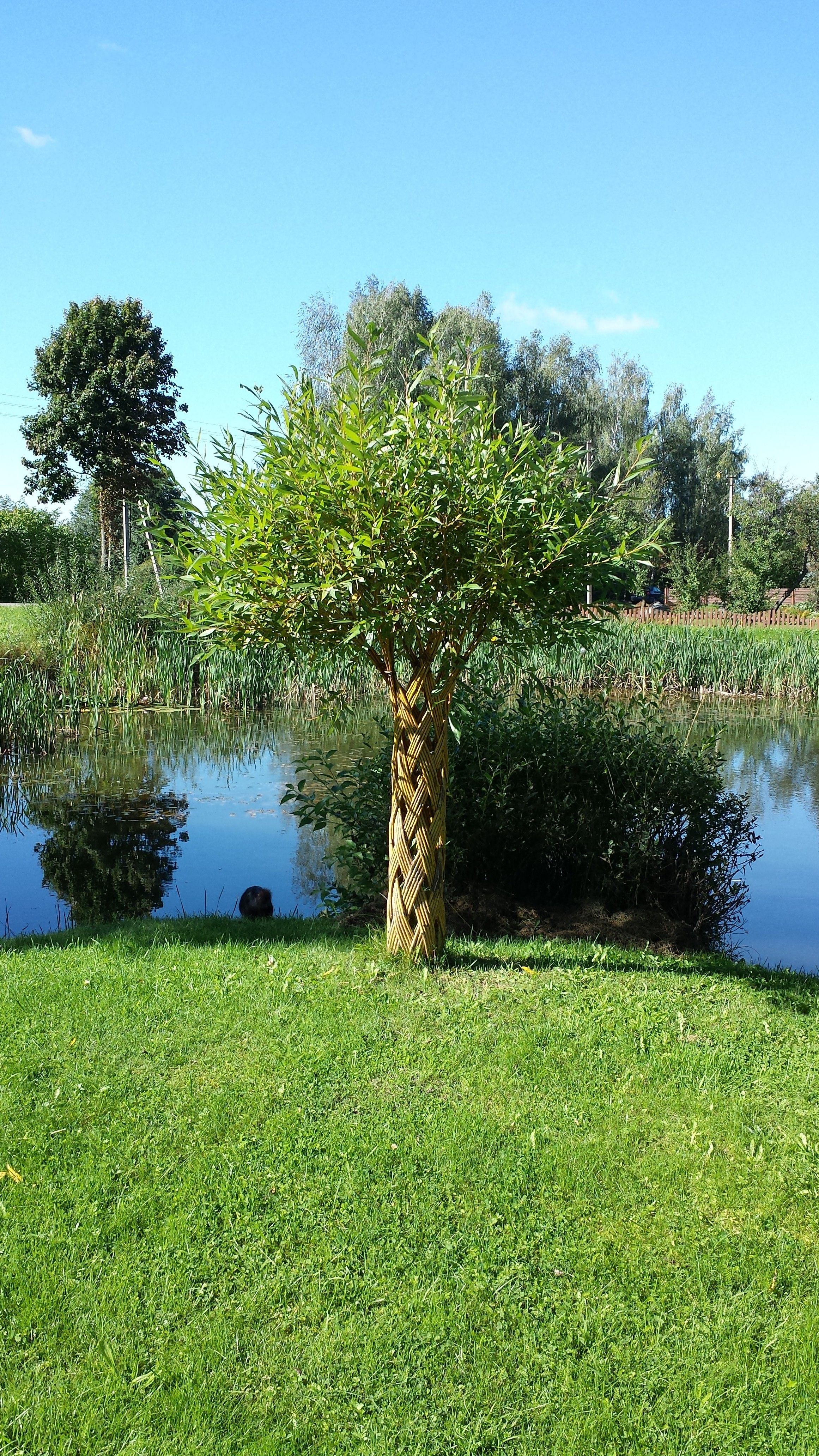 Salix Hybrid Americana Living Braided Willow Tree Sculpture 50cm, 15cm pot (50-04) - Image 9