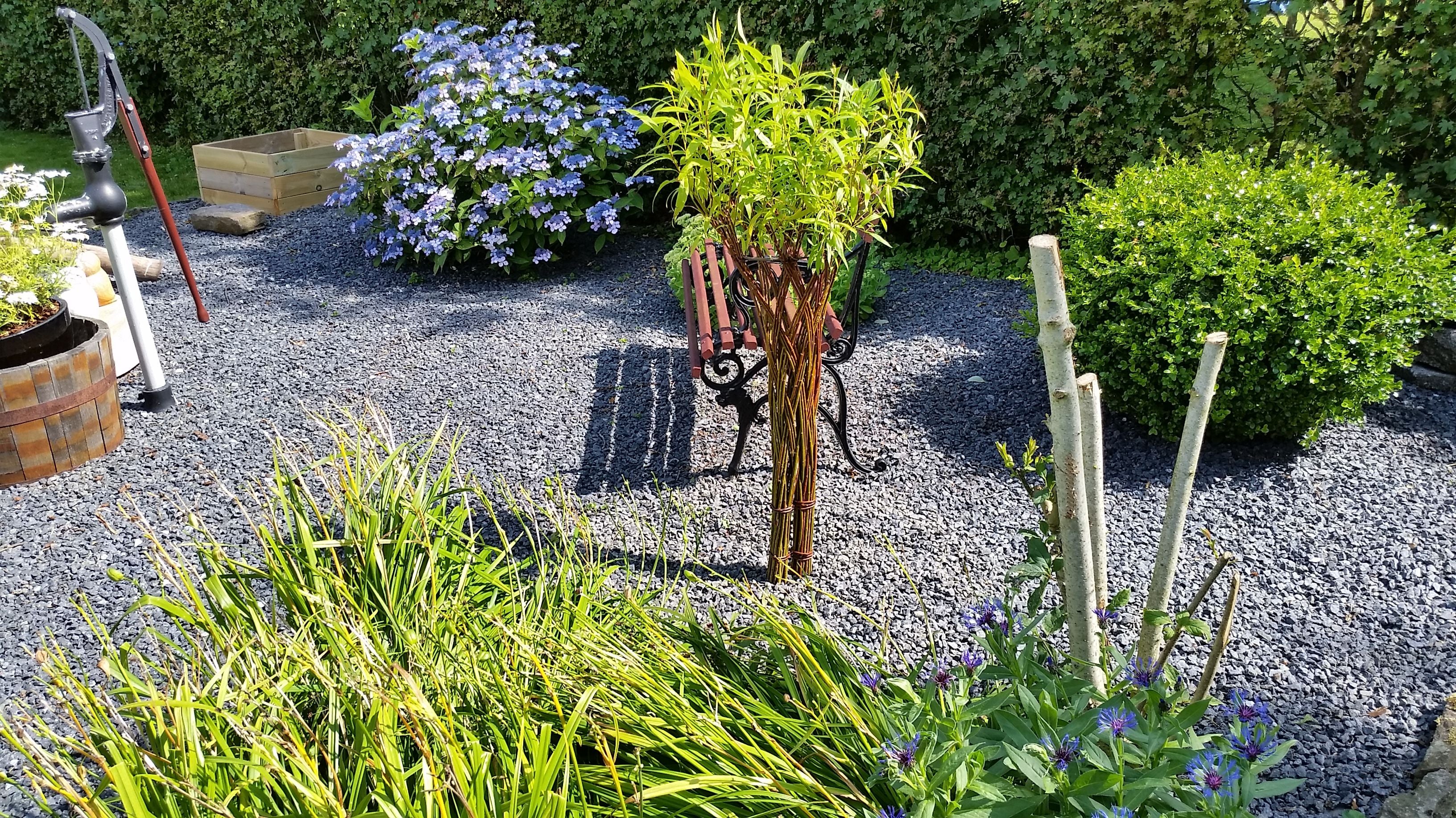 Salix Hybrid Americana Living Braided Willow Tree Sculpture 50cm, 15cm pot (50-04) - Image 8