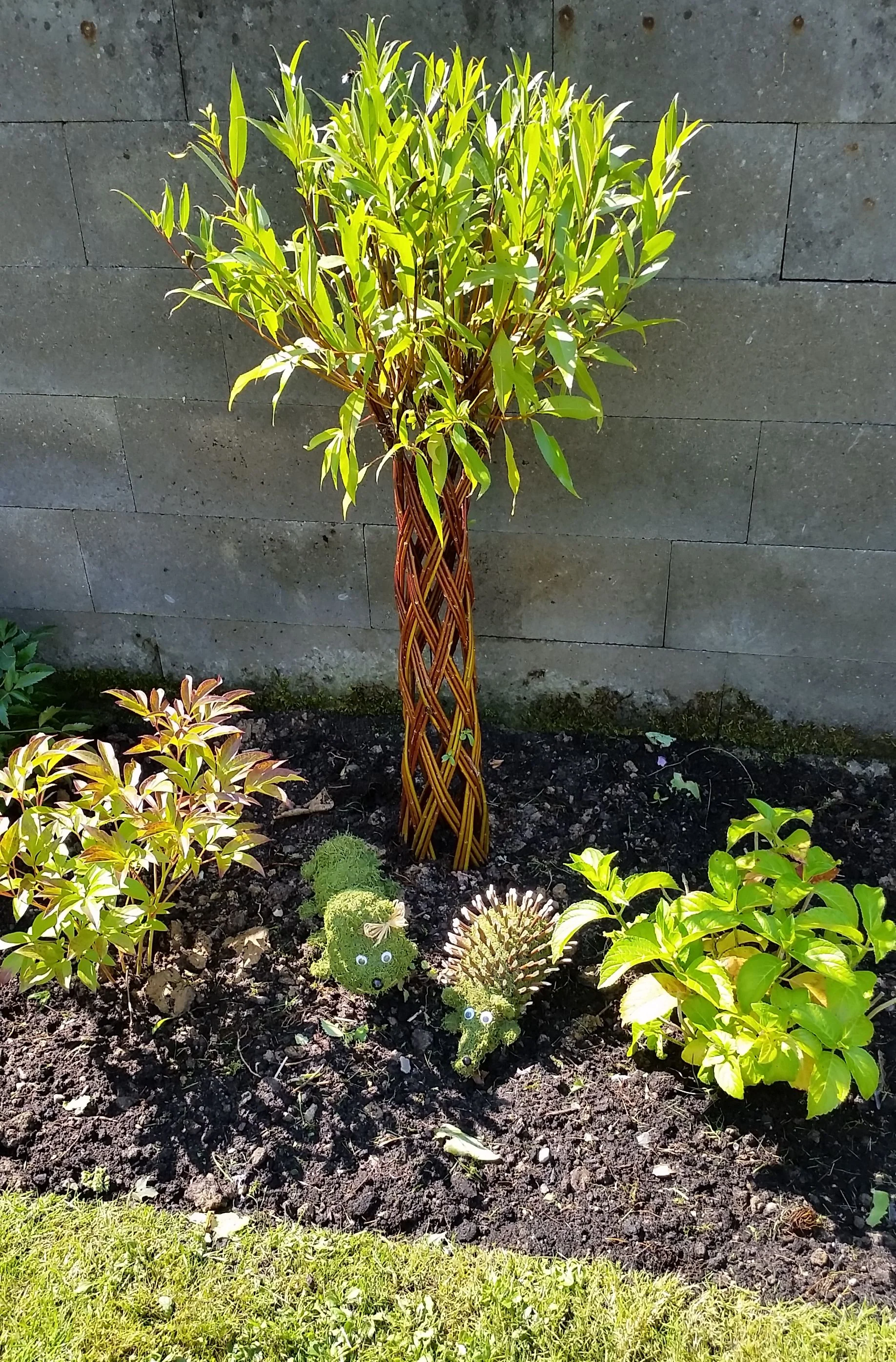 Salix Hybrid Americana Living Braided Willow Tree Sculpture 50cm, 15cm pot (50-04) - Image 14