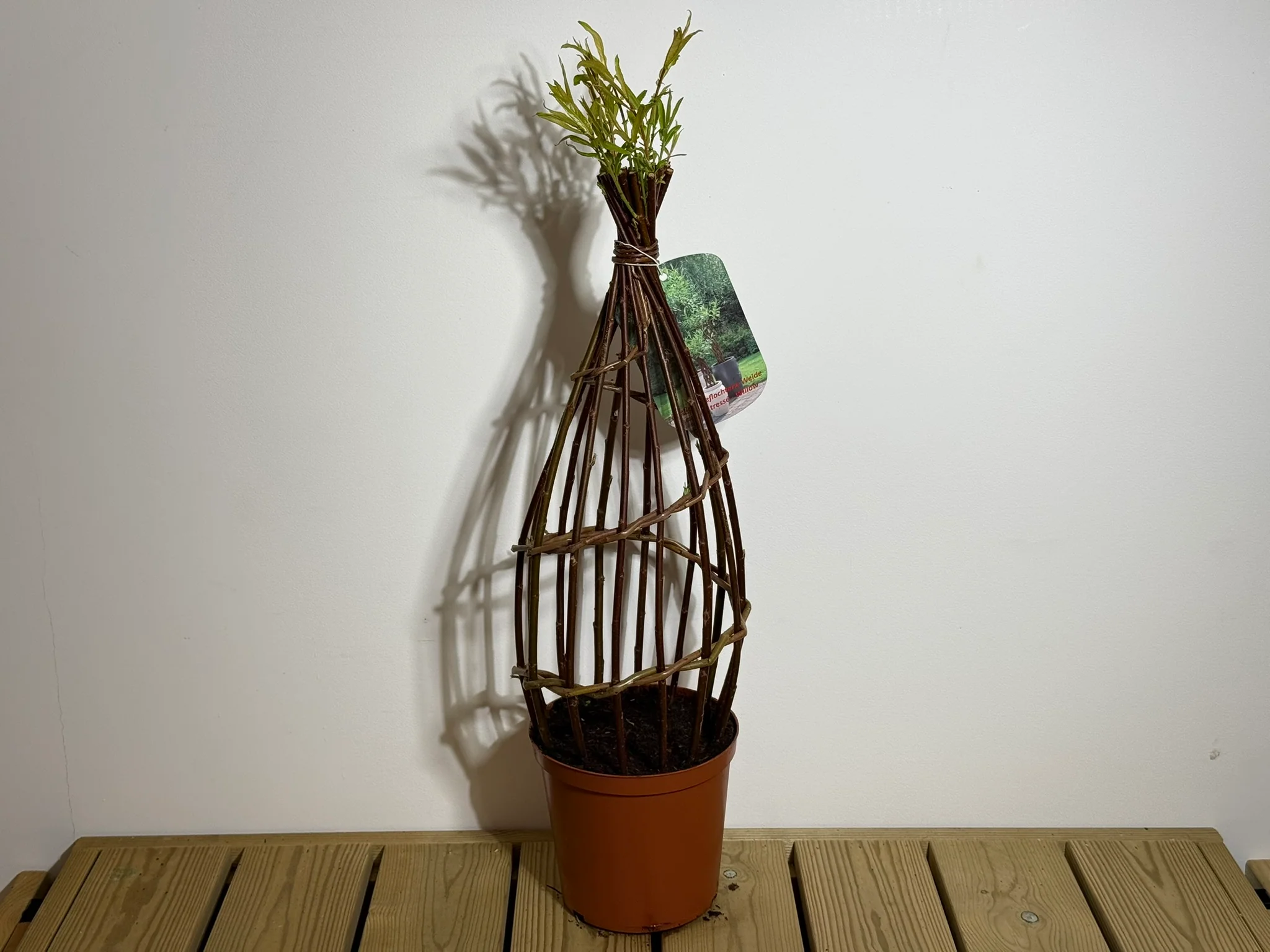 Salix Hybrid Americana Living Braided Willow Tree Sculpture 50cm, 15cm pot (50-08) - Image 3