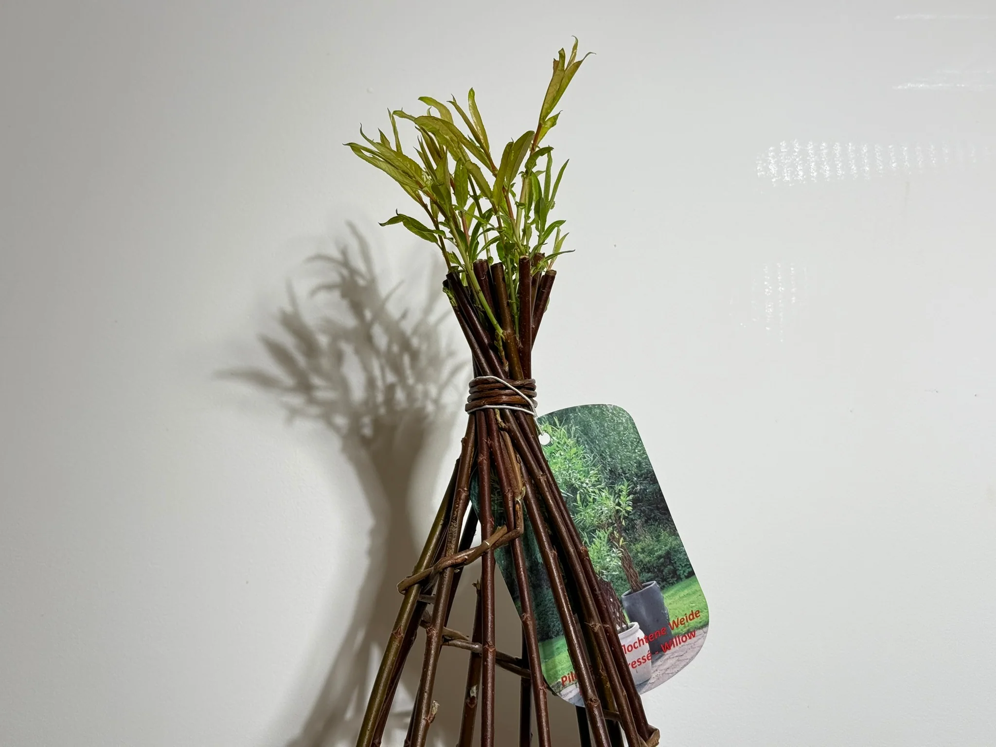 Salix Hybrid Americana Living Braided Willow Tree Sculpture 50cm, 15cm pot (50-08) - Image 4