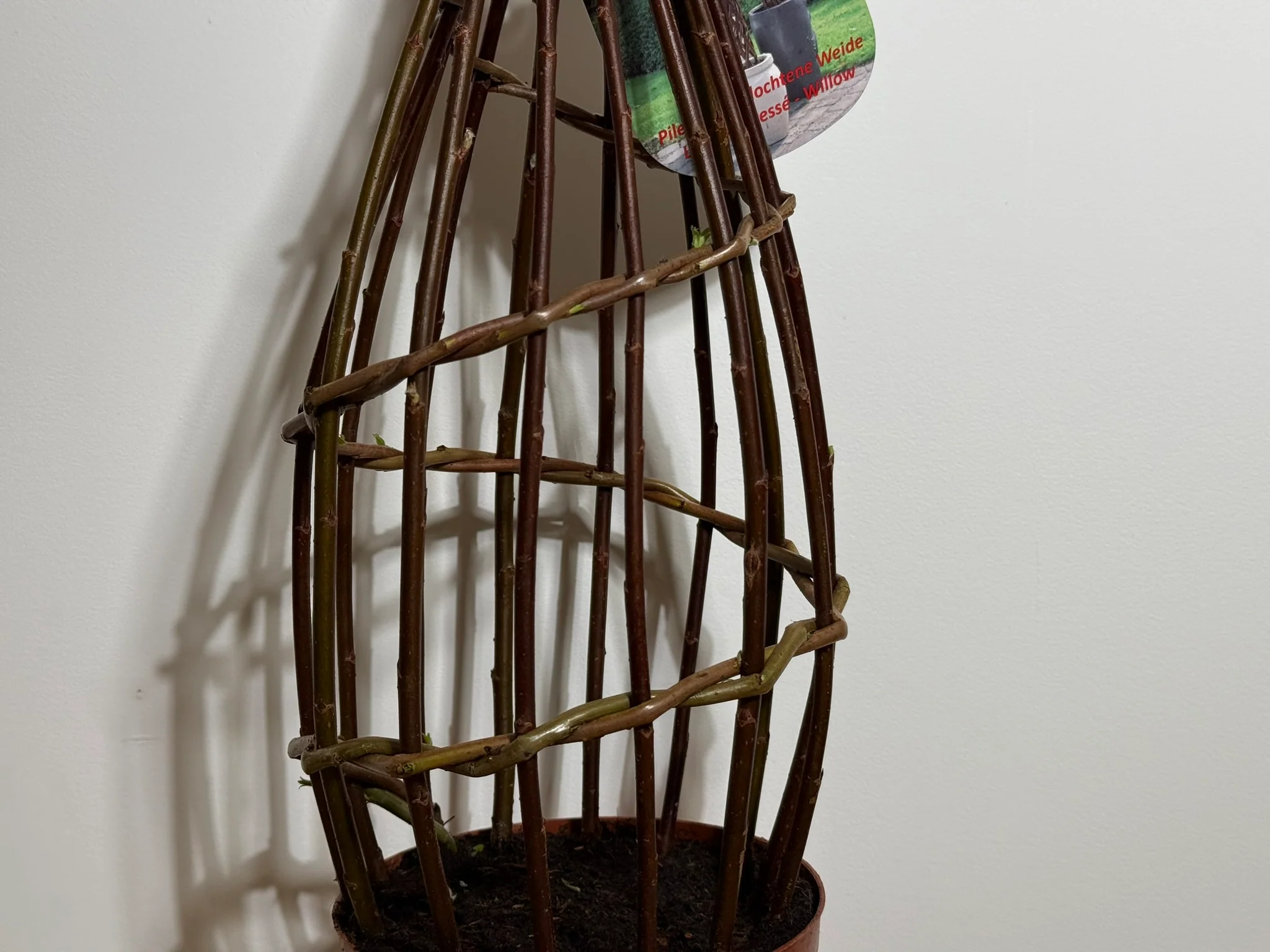 Salix Hybrid Americana Living Braided Willow Tree Sculpture 50cm, 15cm pot (50-08) - Image 5