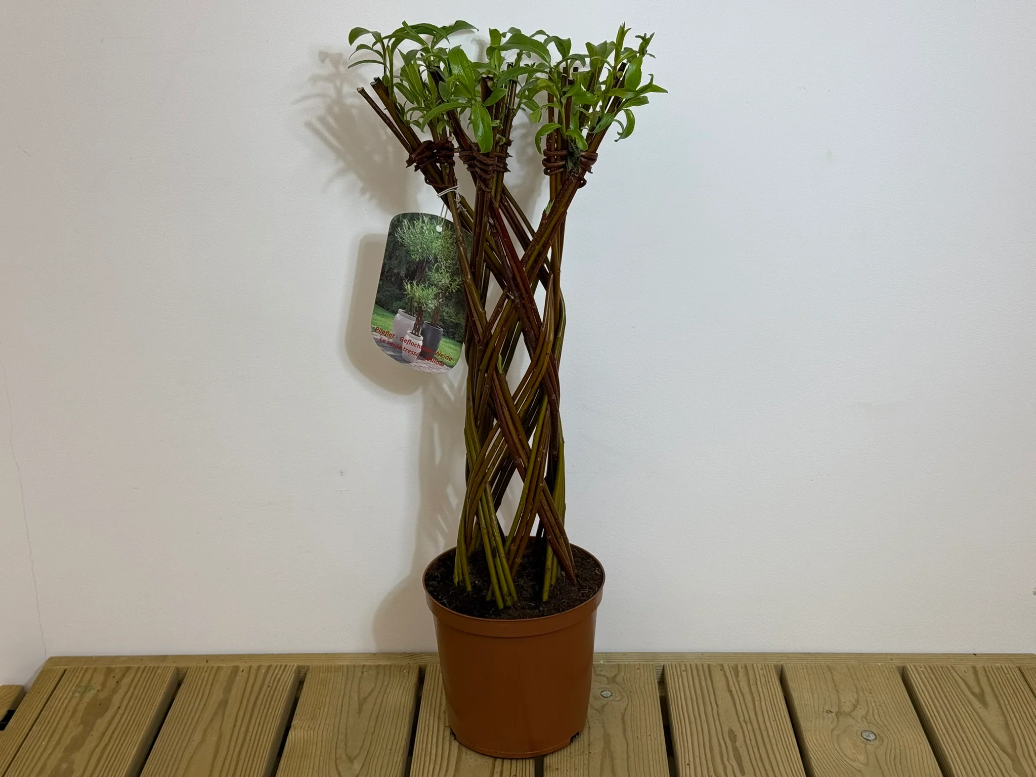 Salix Hybrid Americana Living Braided Willow Tree Sculpture 50cm, 15cm pot (50-07) - Image 3