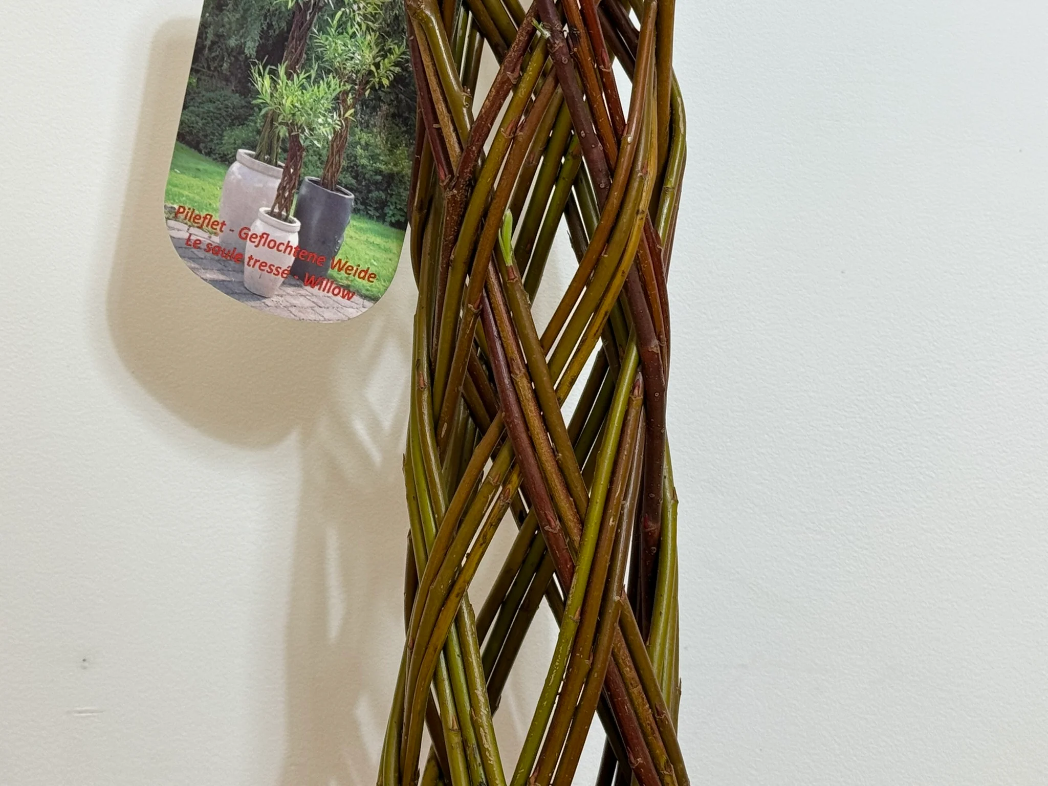 Salix Hybrid Americana Living Braided Willow Tree Sculpture 50cm, 15cm pot (50-07) - Image 4