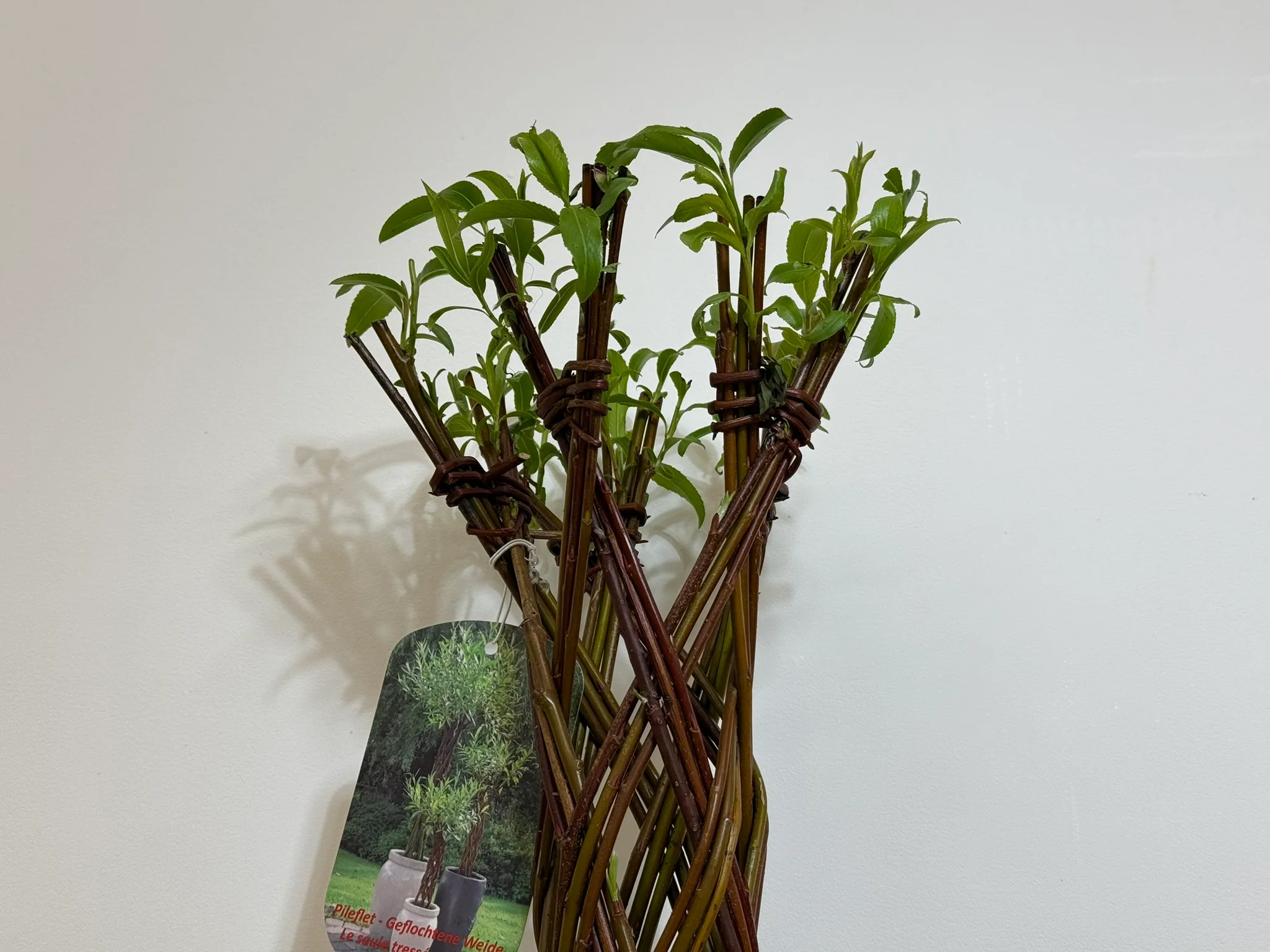 Salix Hybrid Americana Living Braided Willow Tree Sculpture 50cm, 15cm pot (50-07) - Image 5