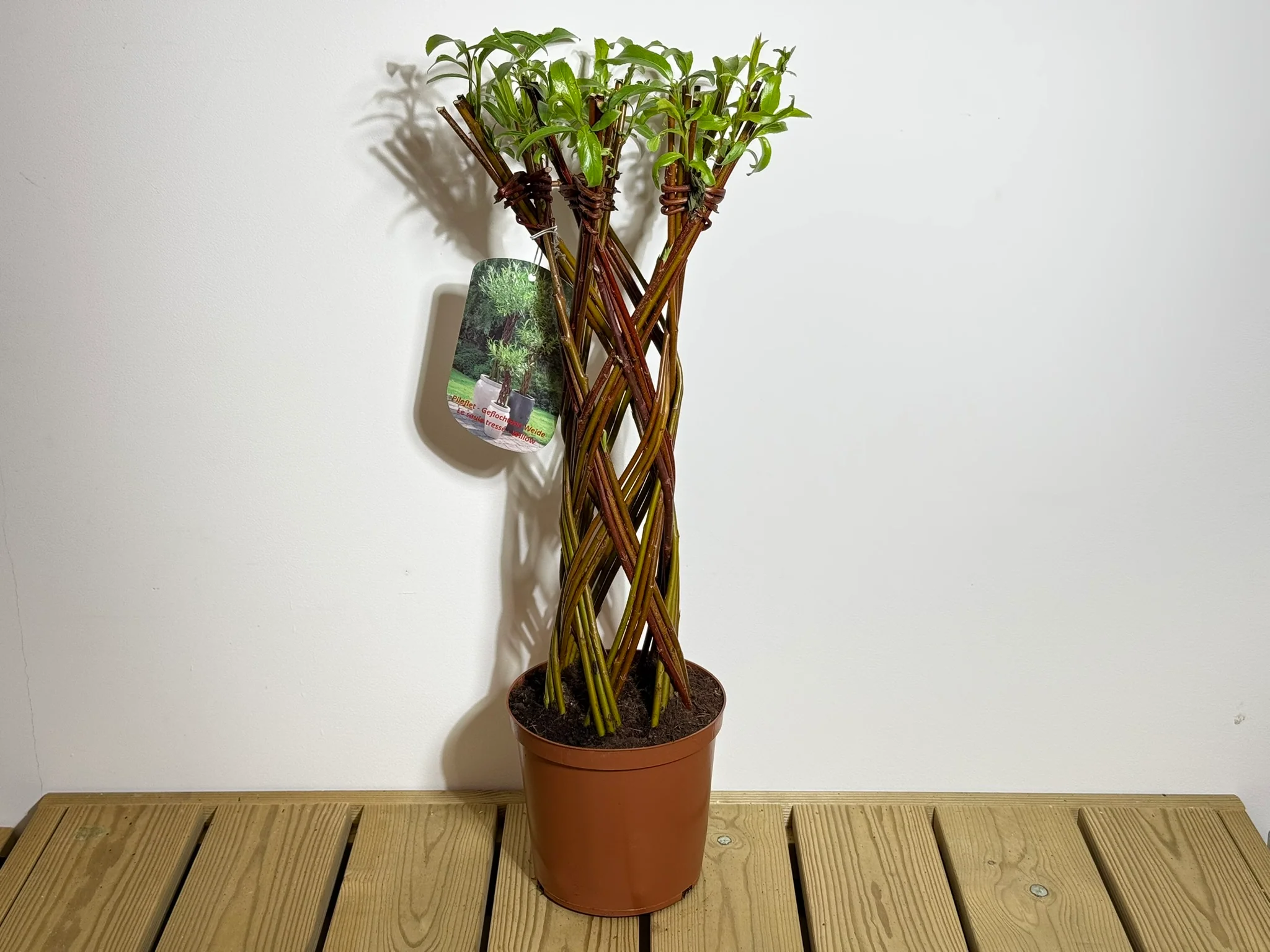 Salix Hybrid Americana Living Braided Willow Tree Sculpture 50cm, 15cm pot (50-07) - Image 6
