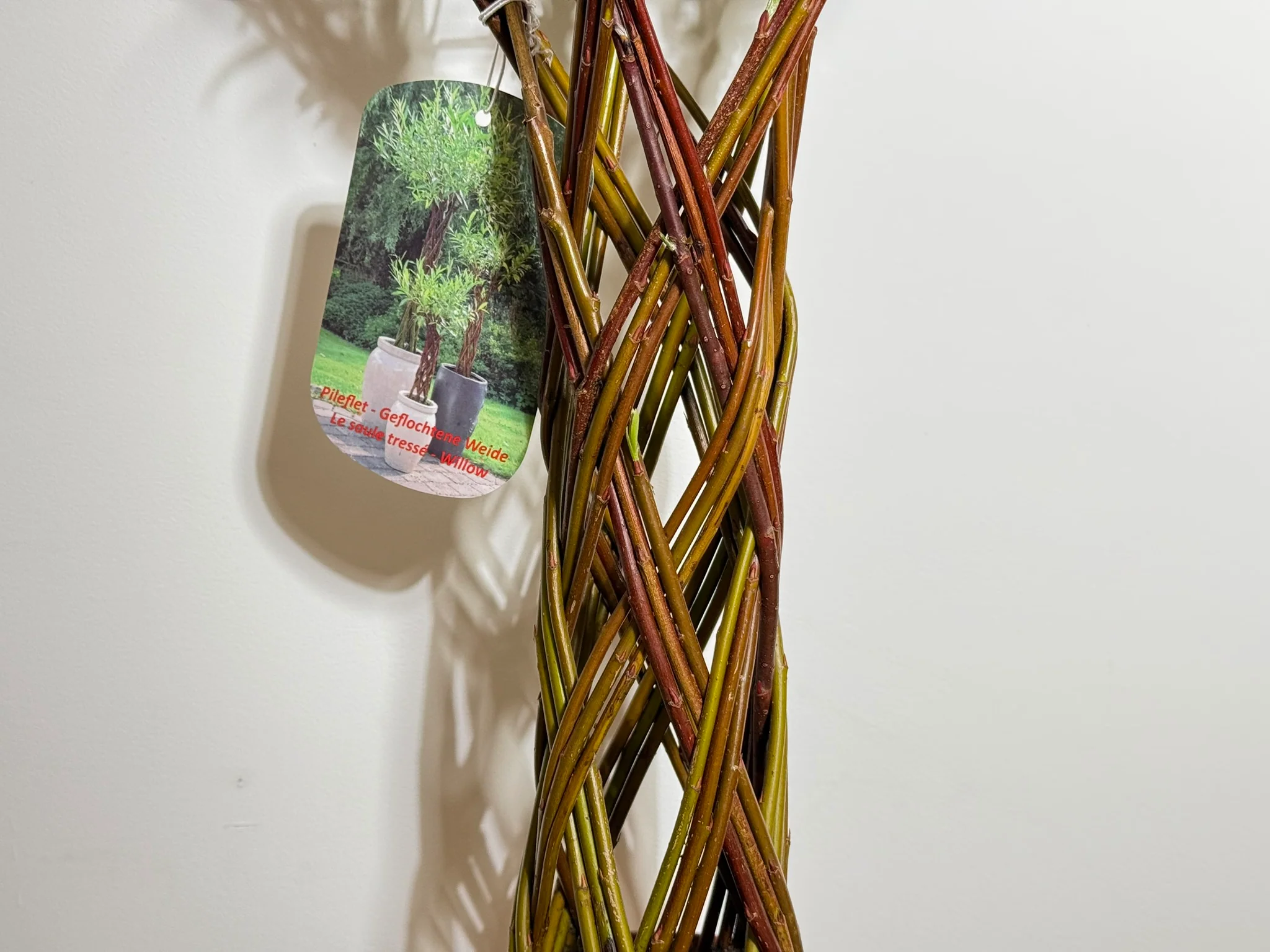 Salix Hybrid Americana Living Braided Willow Tree Sculpture 50cm, 15cm pot (50-07) - Image 7