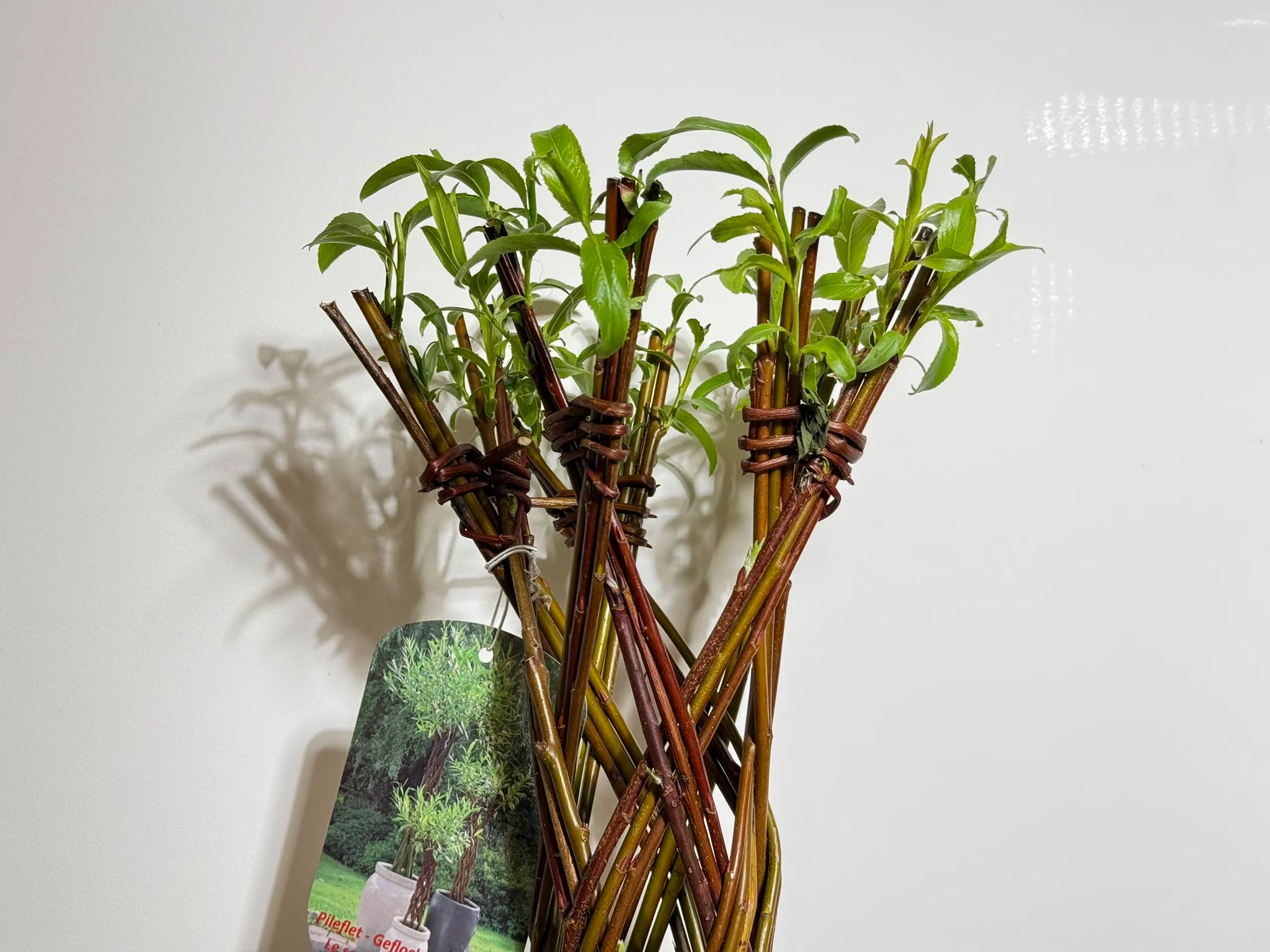 Salix Hybrid Americana Living Braided Willow Tree Sculpture 50cm, 15cm pot (50-07) - Image 8