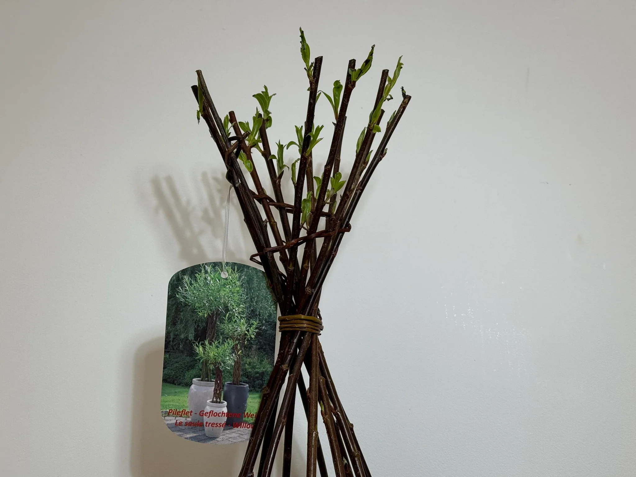 Salix Hybrid Americana Living Braided Willow Tree Sculpture 50cm, 15cm pot (50-04) - Image 3