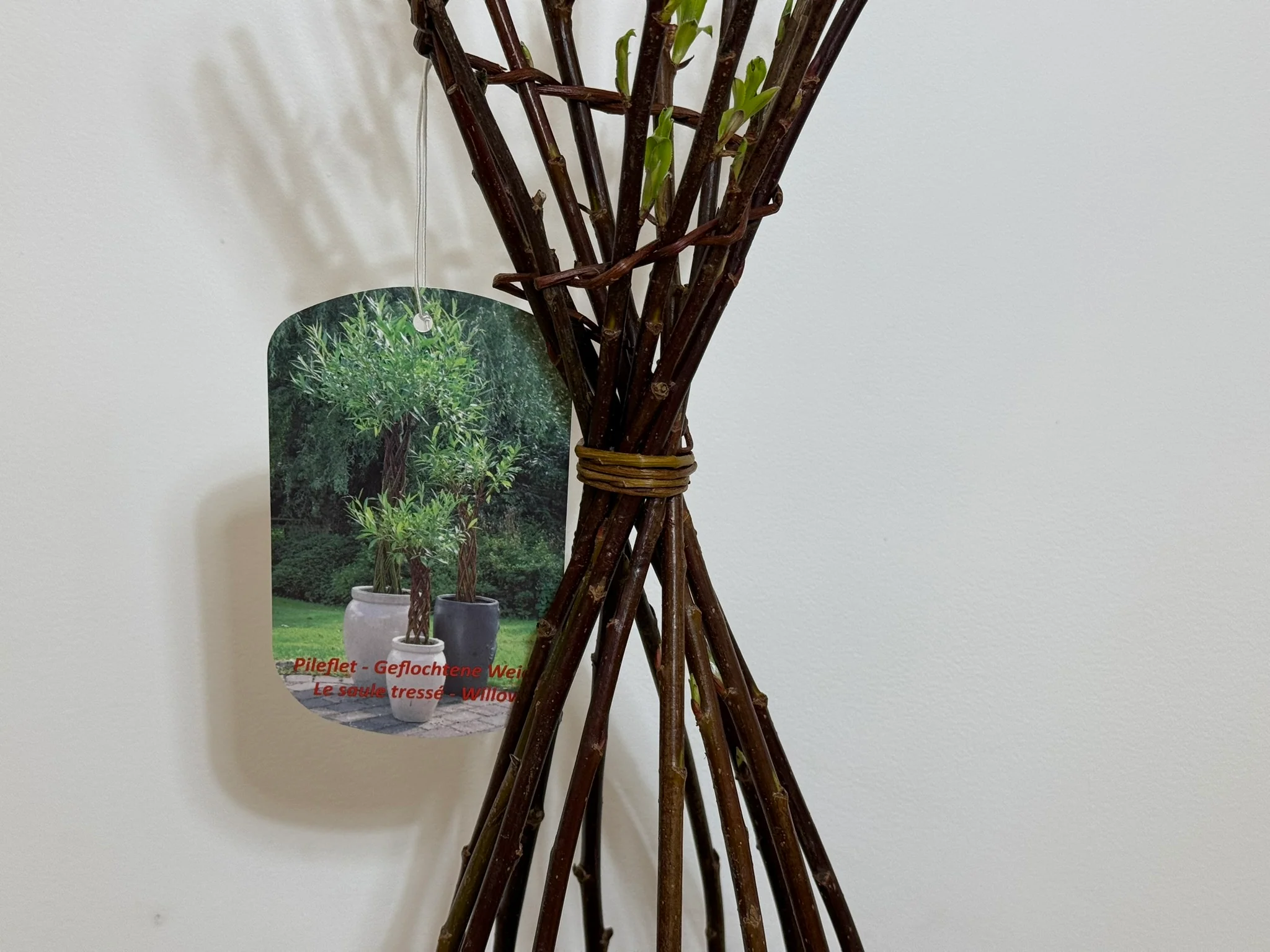 Salix Hybrid Americana Living Braided Willow Tree Sculpture 50cm, 15cm pot (50-04) - Image 4