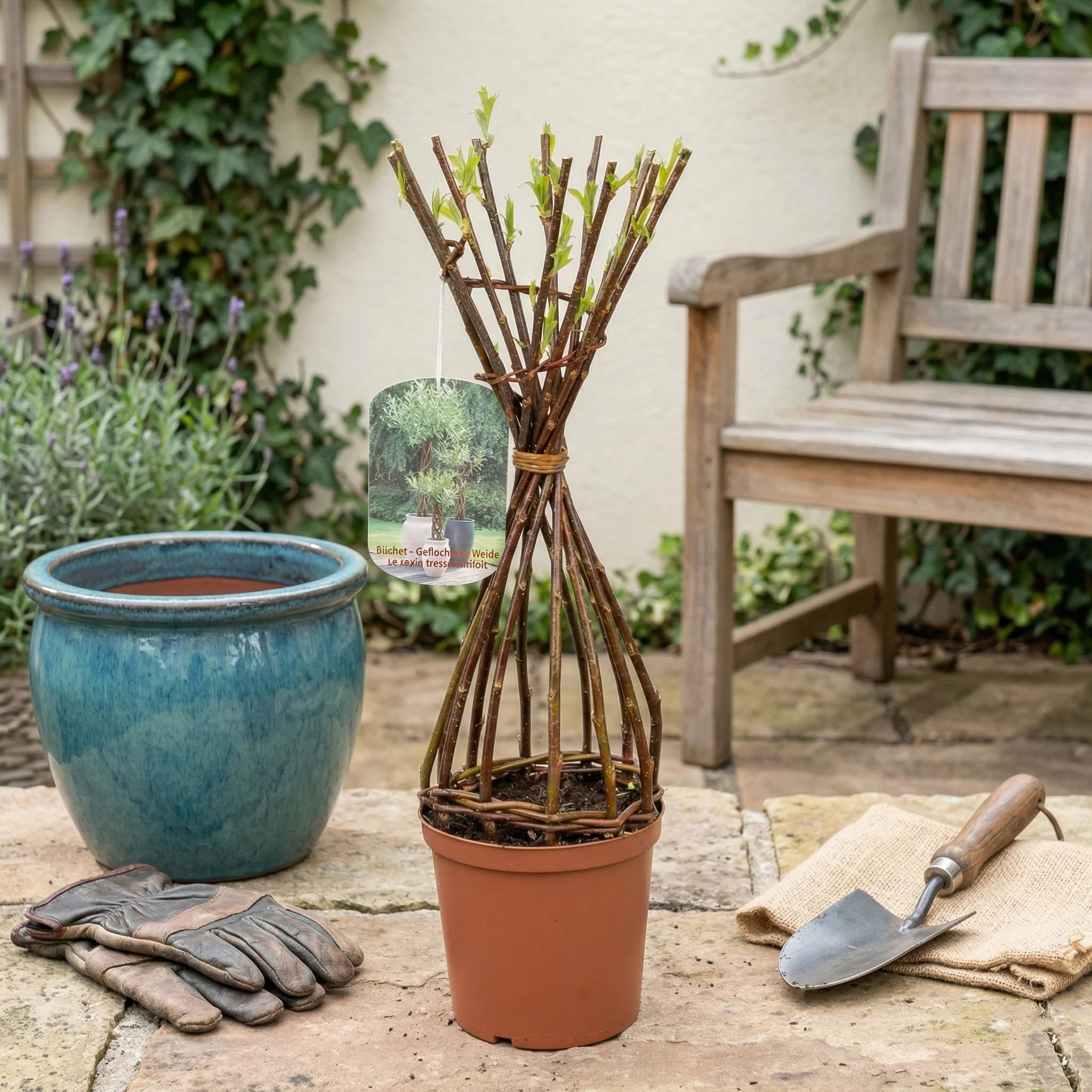 Salix Hybrid Americana Living Braided Willow Tree Sculpture 50cm, 15cm pot (50-04) - Image 5