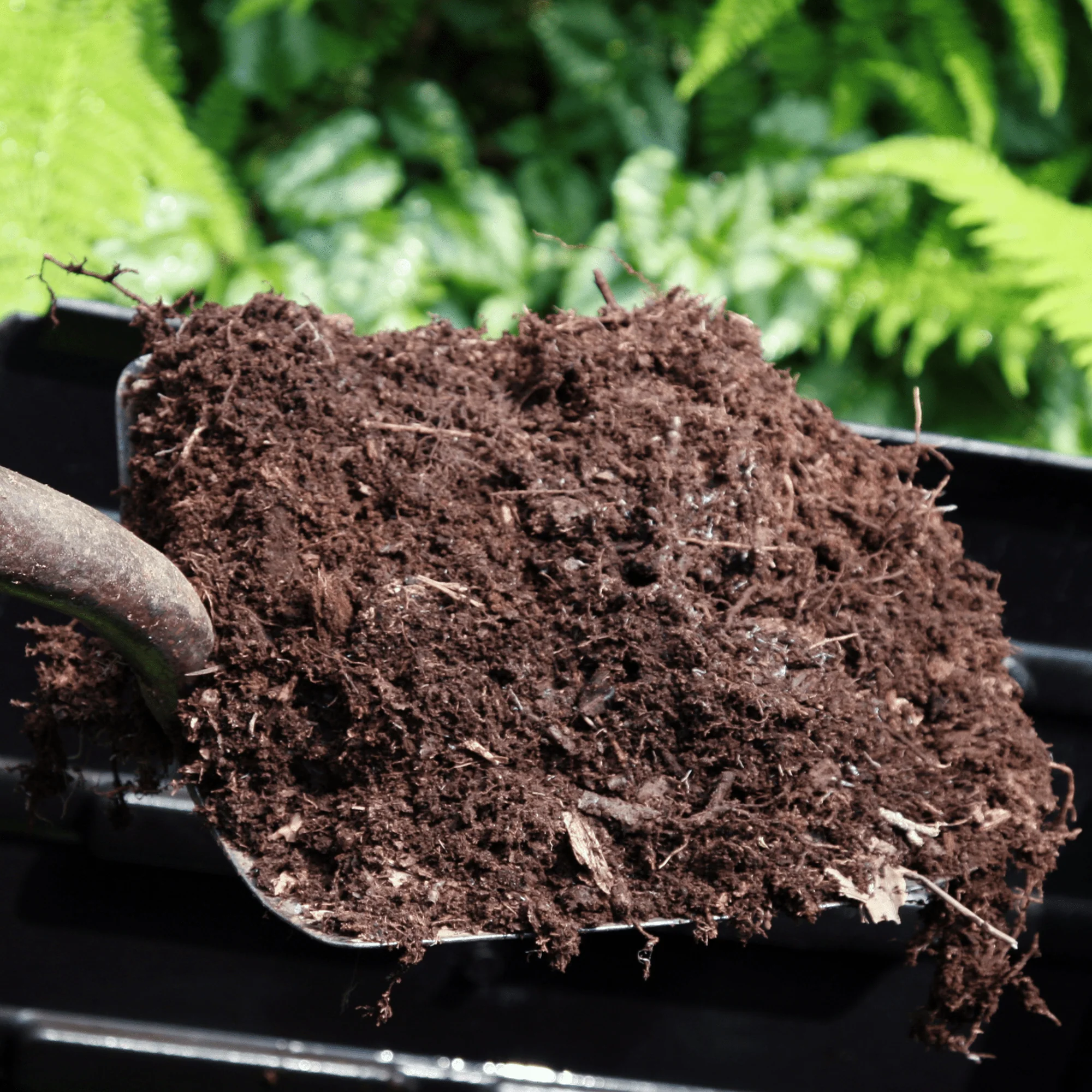 Spent Mushroom Compost - Image 5